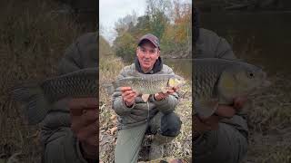 River Severn Chub [upl. by Akeenahs]