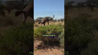 Gerenuk The Graceful LongNecked Marvel shorts [upl. by Eimaraj]