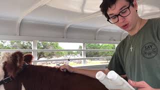 How To Project Giving Subcutaneous Injections to Cattle [upl. by Dierolf]