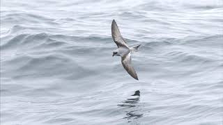 Westport Seabirds Pelagic May 8 2021 [upl. by Brittani912]