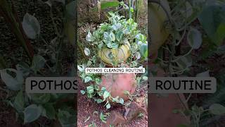 Why is it important to clean plant leaves Read caption pothos cleaning routine asmr bioclean [upl. by Namlas]