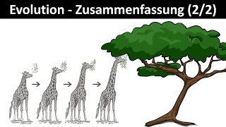 Evolution Einführung  Zusammenfassung 22  Biologie Oberstufe Abitur [upl. by Adella]