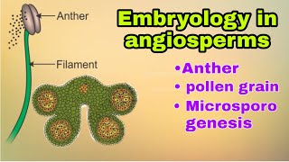 Class 12 Chapter 2 Male and Female Gametophyte  Structure and Development RBSE Biology Part1 [upl. by Raines]