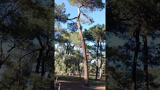 Une petite balade sous cette magnifique Pinède 🌳🌳 nature [upl. by Sgninnej]