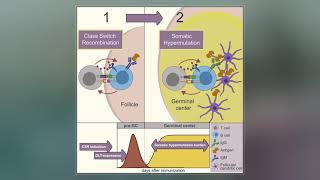 Isotype switching  Class switching  immunology in 1 minute  usmle [upl. by Ahsuatal]