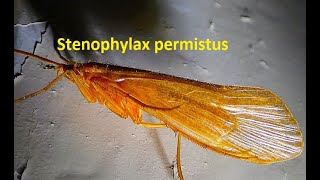 Stenophylax permistus by Theo [upl. by Tichonn]