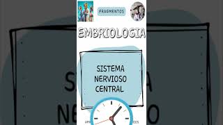 Embriologia del SNC ‐ Medisaurios SHORT [upl. by Ribak]