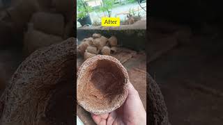 coconut Pot bisa pengganti polybag plastik dan lebih ramah lingkungan  Oesaka Indonesia [upl. by Eibbed454]