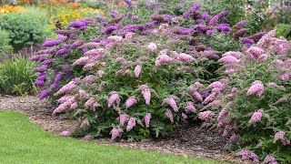 Buddleia Collection Comparison  Walters Gardens [upl. by Remington90]