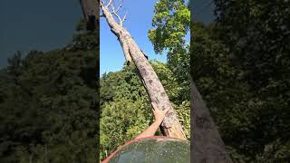 Using the nifty lift for tree work nifty lift treework stihl arborist treecare treeservice [upl. by Deerc]