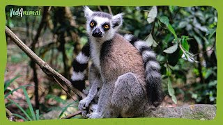 TODO SOBRE el LEMUR El rey de Madagascar [upl. by Adnhoj]