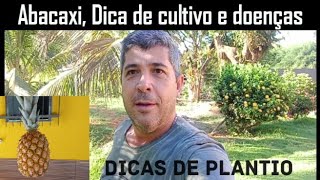 Colheita do abacaxi na chácara  Plantio de abacaxi em casa  Fusariose a doença do abacaxi  sítio [upl. by Gala]