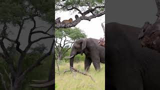 Leopard and Elephant Cross Paths in Rare Encounter [upl. by Eberhard612]