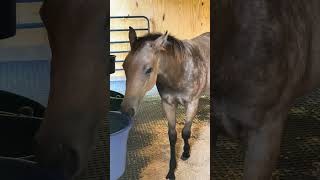 Mystique Exploring The New Barn With Baby [upl. by Hermes884]