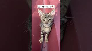 I want a chocolate 🍫 kitten short [upl. by Leirrad]