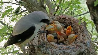 Babies of Longtailed shrike birds cannot eat large insects AnimalsandBirds107 [upl. by Ylra34]