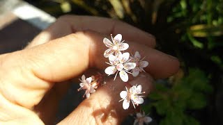 My Saxifraga x urbium  London Pride Succulent Plant in beautiful bloom [upl. by Onitnelav]