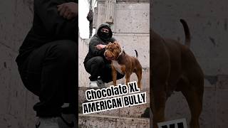 Chocolate American XL Bully xlbully bully dogbreed [upl. by Bonucci]