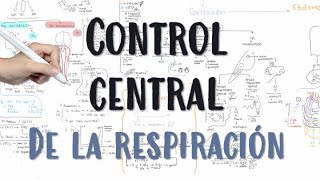 CENTRO RESPIRATORIO fisiologia respiratoria pulmonar ventilacion [upl. by Lila]