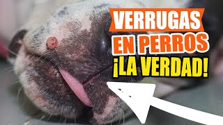 VERRUGAS en PERROS 🐶¿Qué Son Qué Las Causa y Qué Hacer [upl. by Adnawyek]