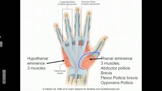 6 3 Lecture 16 Thumb Extrinsic and Intrinsic Muscles 16m14s [upl. by Yerfej]