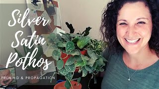 Pruning amp Propagating Silver Satin Pothos [upl. by Tyre]