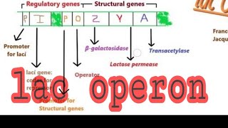 Lac Operon in hindi [upl. by Arac]