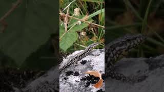 Lizard eating a bug in slow motion  Perfectly Timed [upl. by Antony]