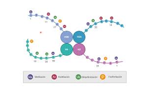 Clase 6 Mecanismos de Histonas y Estabilidad Genómica [upl. by Margarete]