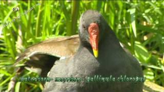 Waterhoen  moorhen  Gallinula chloropus [upl. by Alaik]