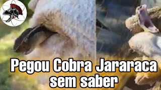 Pegou Cobra Jararaca sem saber  Biólogo Henrique o Biólogo das Cobras [upl. by Notyalk123]