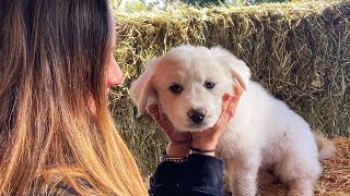 Great Pyrenees Puppy Livestock Guardian Dog in Training [upl. by Oicam757]