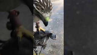 Clean Beak Happy Hawk hawk falconry birds [upl. by Euphemie37]