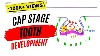 Development of tooth  Cap stage [upl. by Yxel846]