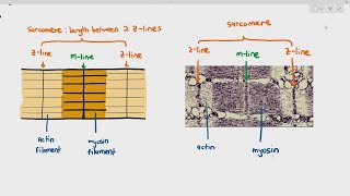 1516 Myofibril Structure Cambridge AS A Level Biology 9700 [upl. by Euqininod]