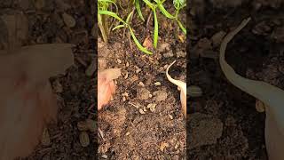 How To Grow Ajwain From SeedsGrow Ajwain At HomeHow To Grow Carom SeedsHerbMedicinal Plants [upl. by Fugate]