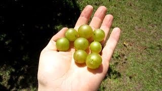 How to root a Muscadine Vine  How to grow Scuppernong Vine [upl. by Kcod]