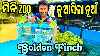 ମିନି ZOO କୁ ଆସିଲା ନୂଆ gouldian finches  bird farming Odisha  labrador dog Odisha  odia vlog [upl. by Hemingway]