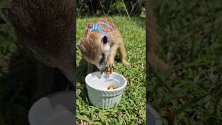 picnic for meerkat meerkat thailand picnic cute animals wildlife [upl. by Coridon]