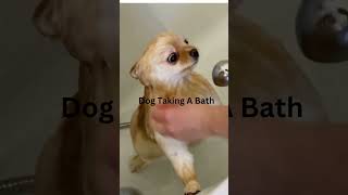 Top Dog Grooming Expert Shares Bath Time SECRETS [upl. by Esina]