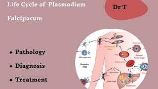 Life cycle of Plasmodium falciparum part 2 [upl. by Stranger]