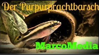 Der Purpurprachtbarsch Pelvicachromis pulcher [upl. by Yenffit359]