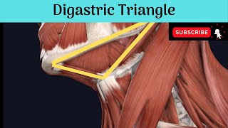 Anterior Triangle of the Neck  Digastric Triangle Anatomy mbbseducation bdsheadandneckanatomy [upl. by Lebar392]