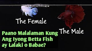 Paano Malalaman Kung Ang Iyong Betta Fish ay Lalaki o Babaehow to identify the gender of betta fish [upl. by Valonia]