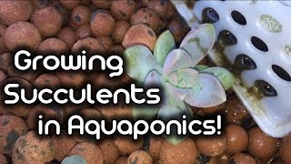 Growing Succulents in Aquaponics [upl. by Raynah798]