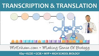 Protein Synthesis Part 2  Transcription and Translation  GCSE Biology 91 [upl. by Llennahc]