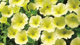 Production Tips for Growers Surfinia Petunias [upl. by Aisenet]