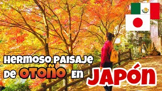 ¿Cómo es el otoño en Japón Mi primera experiencia viendo Momiji 紅葉 Paisaje de otoño [upl. by Molahs249]