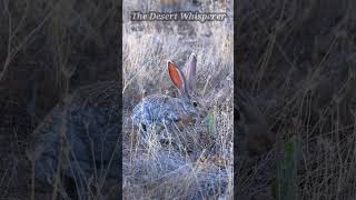 Antelope Jackrabbit eating a Prickly pear cactus [upl. by Sitarski]