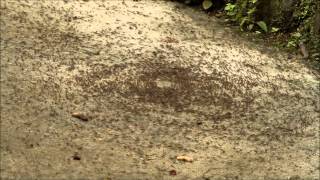 GeoVideo 0020 Army Ant Death Spiral 1080p [upl. by Oeak]